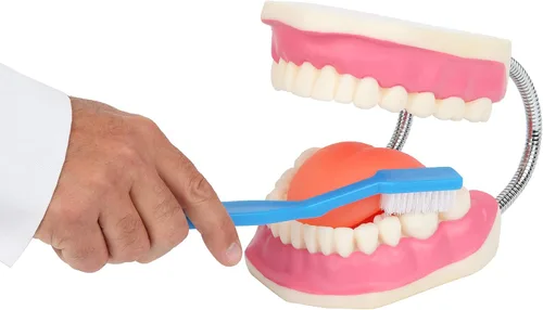 Vista 7 de Axis Scientific Modelo de cepillado de dientes, 3 veces ampliado con cepillo gigante, modelo de dientes de cuidado bucal, muelas del juicio, kit