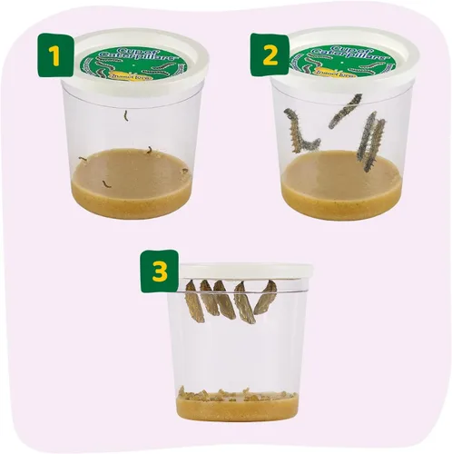 Vista 4 de Insect Lore 2 tazas de orugas básicas – 10 orugas pintadas de bebé vivo – Recambio para kit de hábitat – orugas y alimentos incluidos
