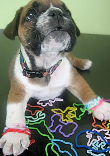 Vista 7 de Silly Bandz - Paquete del alfabeto - 36