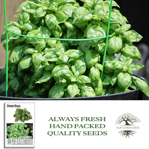 Vista 4 de Sweet Basil Seeds (Ocimum basilicum) – 250+ Non-GMO & Heirloom Seeds by Isla’s Garden Seeds, Classic Aromatic Culinary Herb, Fast-Growing Variety