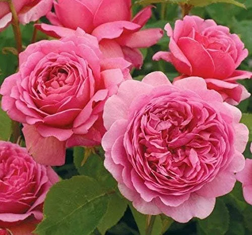 Vista 18 de Generic Semillas frescas de flores de rosas para plantar rosa bebé 100 piezas