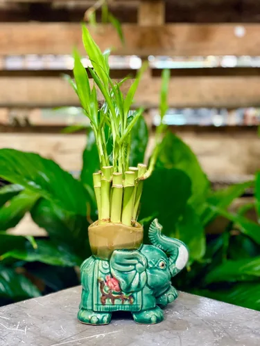 Vista 2 de Jarrón para plantas de bambú de la suerte de interior Maceta de cerámica de moda para bambú de la suerte, regalo para apertura de negocios