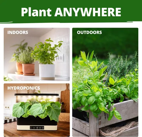 Vista 7 de Bóveda de 15 semillas de hierbas culinarias – Más de 4500 semillas criollas sin transgénicos para plantar – Jardín de hierbas para interiores