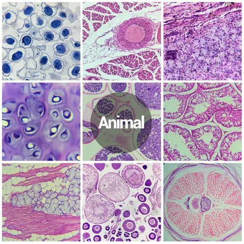 Vista 5 de 60 portaobjetos de microscopio con muestras para niños, diapositivas de microscopio preparadas para microbiología infantil, diapositivas