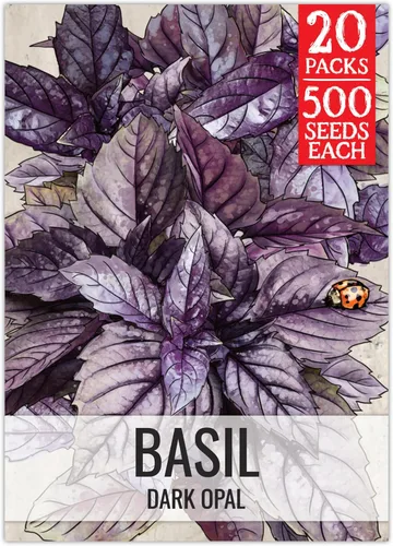 Vista 24 de Seed Needs Sweet Genovese - Semillas de albahaca para plantar, semillas de hierbas culinarias sin OMG y sin tratar para plantar un jardín de cocina