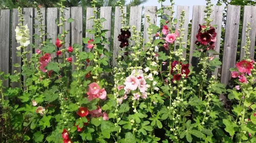 Vista 5 de Semillas Hollyhock Spring Mix Flores perennes