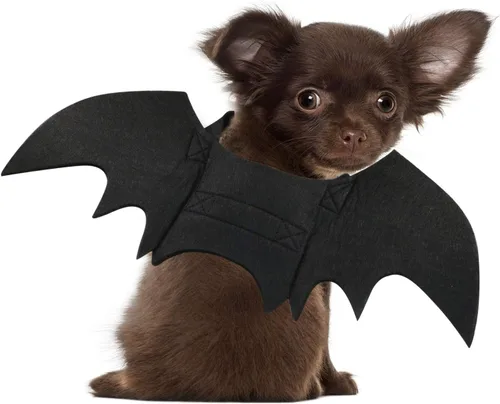 Disfraz Rypet de murciélago, disfraz de Halloween para mascotas, alas de murciélago para perro