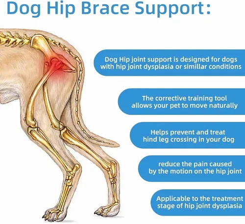 Vista 4 de Soporte de cadera para perro para displasia de cadera, rótula luxante, dolor de cadera, soporte para displasia de cadera para perro, articulaciones