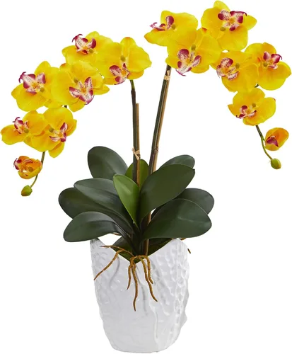 Orquídea
