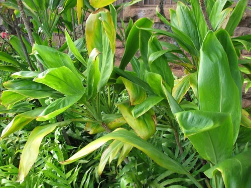 Vista 3 de Planta tropical hawaiana Ti Cordyline fruticosa troncos 1 paquete 2 troncos
