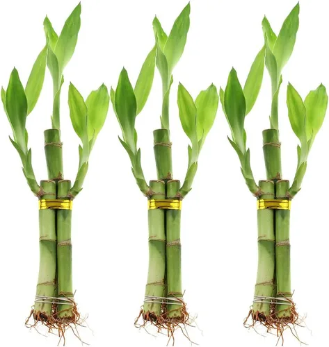 Vista 6 de NW Wholesaler - Planta de bambú de la suerte viva de 3 tallos (1 tallo de 6 pulgadas, 2 tallos de 4 pulgadas) - Plantas de interior vivas