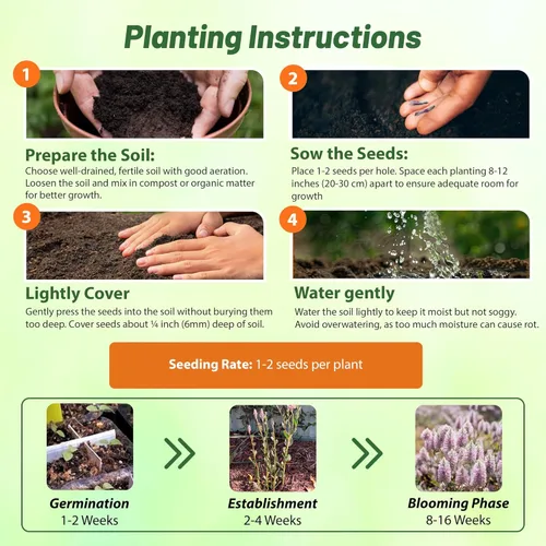 Vista 4 de Outsidepride 10 semillas anuales Ptilotus Exaltatus Joey Garden Flower Seeds para plantar
