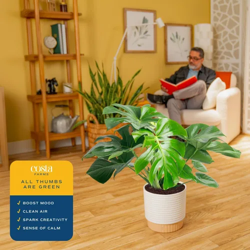Vista 5 de Costa Farms - Planta interior, filodendro de hoja partida, monstera deliciosa
