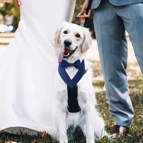 Vista 5 de Bandana de boda para perro, collar formal de esmoquin ajustable para perro con lazo, ropa de boda pequeña, mediana y grande, regalos de cumpleaños