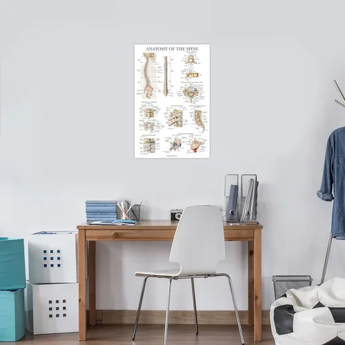 Vista 4 de Palace Learning Anatomía de la columna vertebral - Cuadro anatómico de la columna vertebral laminada - 18" x 24