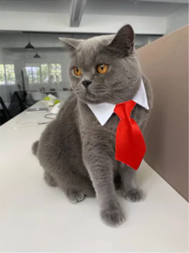 Vista 5 de Disfraz de 4 piezas para mascotas, perro, gato, corbatín para mascotas, collar formal ajustable para gatos, perros pequeños, accesorios de aseo