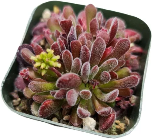 Cactus vivo y plantas suculentas (maceta de 2 pulgadas Crassula Pubescens)