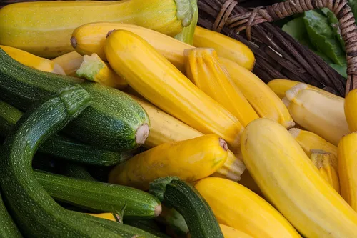 Vista 7 de Seeds Zucchini Courgette Squash Summer Mix 35 Days Fast Heirloom Vegetable Non GMO
