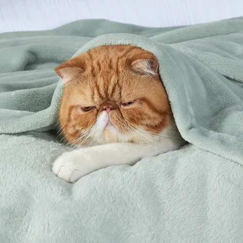 Vista 99 de Bedsure - Manta de vellón, tamaño queen, suave, ligera, afelpada, mullida, acogedora, de microfibra de lujo, color gris claro, 90 x 90 pulgadas