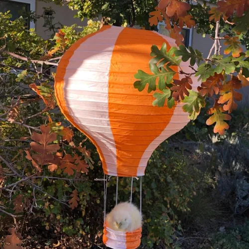 Vista 3 de Juego de 6 globos de linternas de papel para decoración de bodas, cumpleaños, compromisos, fiestas de Navidad