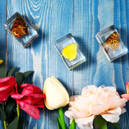 Vista 4 de Macarrie 12 piezas de especímenes de insectos, colección de insectos, especímenes reales de mariposas y escarabajos hechos de resina para educación