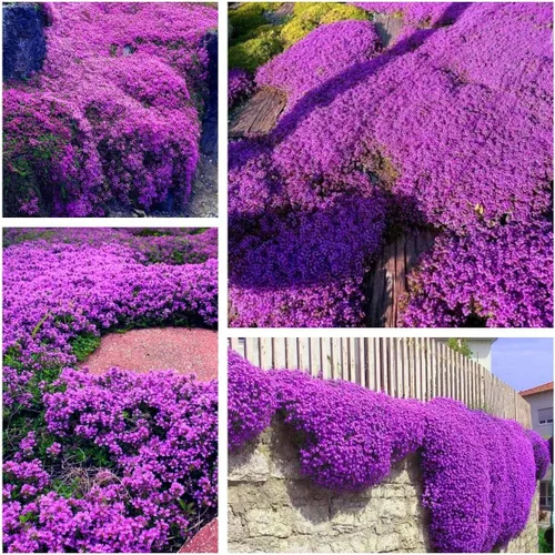 Creeping Thyme Seeds for Planting - 20000+ Magic Purple Creeping Thyme Seeds Heirloom Non-GMO Ground Cover Plant