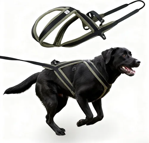 Arnés de tracción para perros - Peso y correr (verde bosque, M) | Arnés de tracción de peso para trineo y canicross. Diseñado para perros grandes,