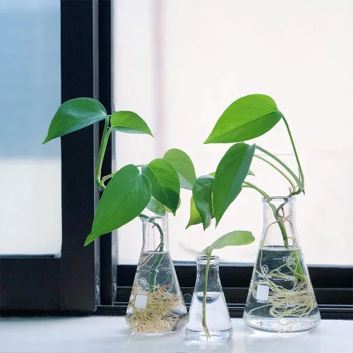 Vista 8 de Erlenmeyer - Juego de frasco de vidrio de 1.7 fl oz, 5.1 fl oz y 8.5 fl oz, frasco graduado de boca estrecha, vidrio de borosilicato 3.3, ideal