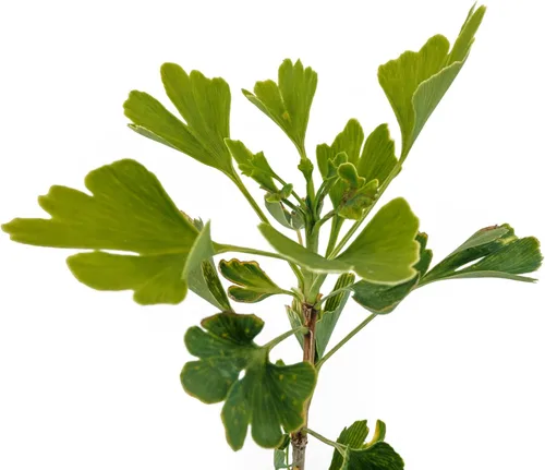 Vista 2 de Árbol de ginkgo Plántula de árbol mediano The Jonsteen Company