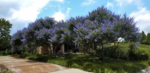 Árboles Texas Lilac Vitex - Plantas vivas - Contenedores de cuarto de galón - Sistema de raíces fibrosas - Flores moradas - Cultivado por Crape