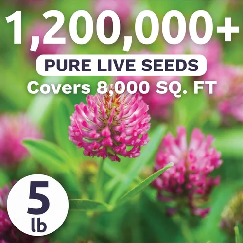 Vista 3 de Red Clover - Bulk 5 Pounds - 1,200,000 Semillas de flores para plantar - Trifolium pratense