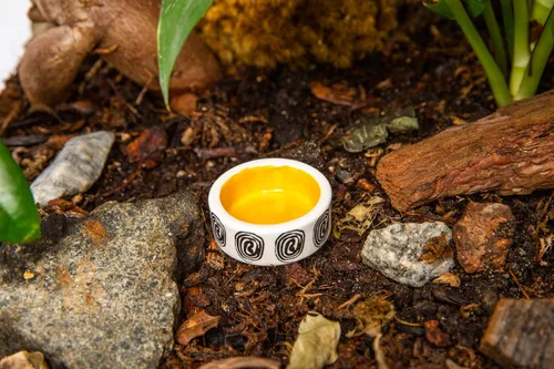 Vista 8 de 3 piezas de tazón micro colorido, tazas de riego Trantuala, cuenco pequeño para cangrejo ermitaño, cuenco de comida Gecko crestado