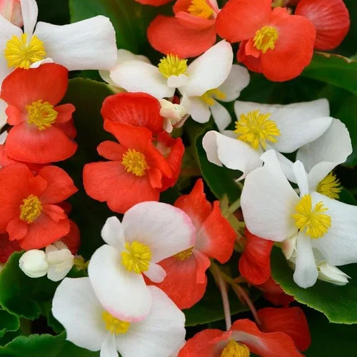 Vista 8 de Park Seed Semillas de begonia rosa Dragon Wing, incluye 10 semillas por paquete