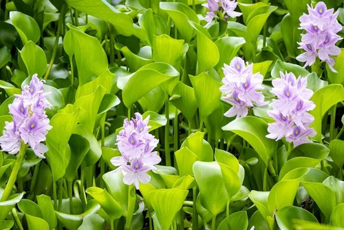Vista 4 de Jacinto de agua plantas flotantes fáciles para tu acuario o estanque (1 planta)