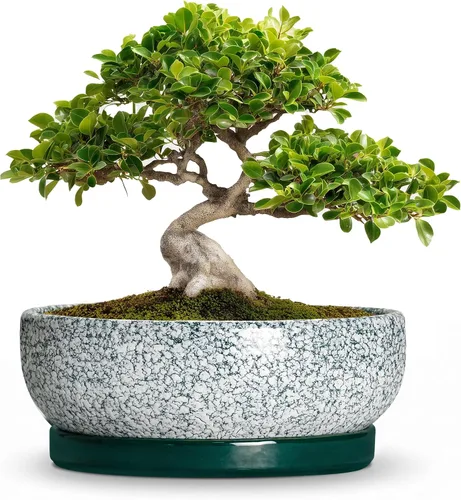Vista 37 de Succulent Pots, 6 Inch Ceramic Bonsai Pots with Saucer, Blue
