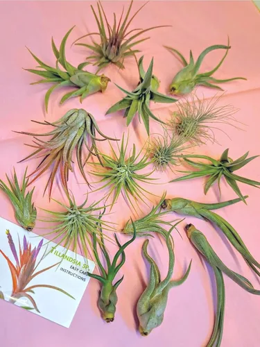 Vista 18 de 4 Live Air Plants, Hand Selected Assorted Variety of Species, Tropical Houseplants for Home Décor and DIY Terrariums (4-Pack)