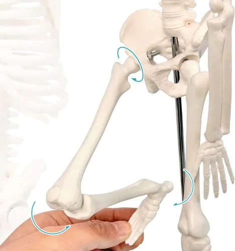 Vista 4 de NEW HORIZON Modelo de esqueleto humano de 17.7 pulgadas para anatomía, brazos móviles, piernas, huesos, estructuras, modelo de esqueleto, adecuado