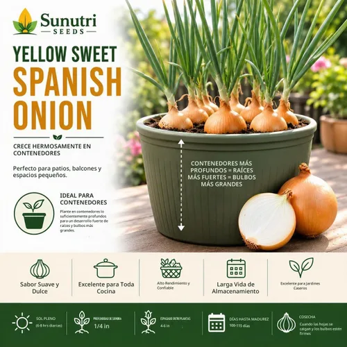 Vista 6 de Semillas de cebolla española dulce amarilla para plantar – Variedad de cebolla bulbante de día largo – Cebollas dulces suaves grandes para jardines