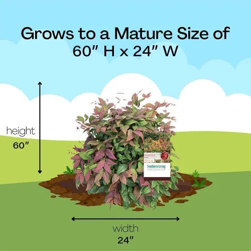 Vista 9 de Southern Living Arbusto Nandina rosa rubor de 2 galones