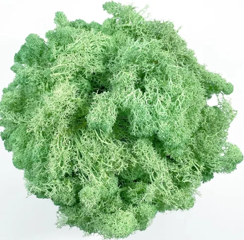 Vista 18 de Musgo artificial conservado, musgo natural fresco verde de reno para proyectos de artes florales, decoración de pared, decoración de mesa, centros