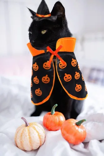 Vista 5 de Disfraz de gato de Halloween, capa, sombrero de bruja, accesorios para mascotas, disfraz de calabaza ajustable para Halloween, disfraz de mascota