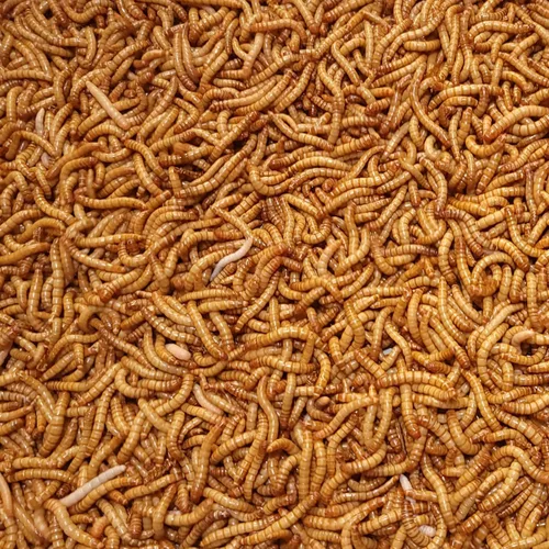 Predator Foods Giant Mealworms 2,000 Count