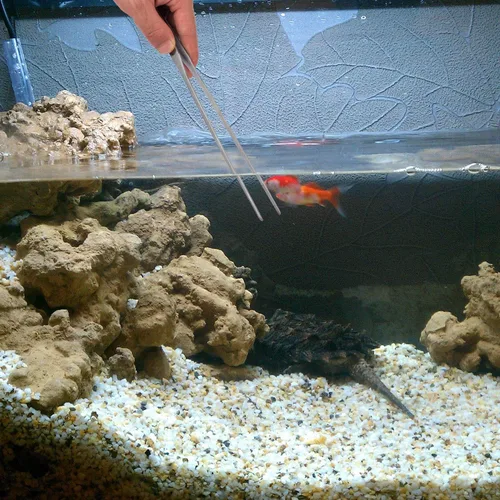 Vista 2 de Pinzas de acero inoxidable pulidas extralargas de 10.6 pulgadas con puntas dentadas de precisión para jardín, cocina, interior y exterior