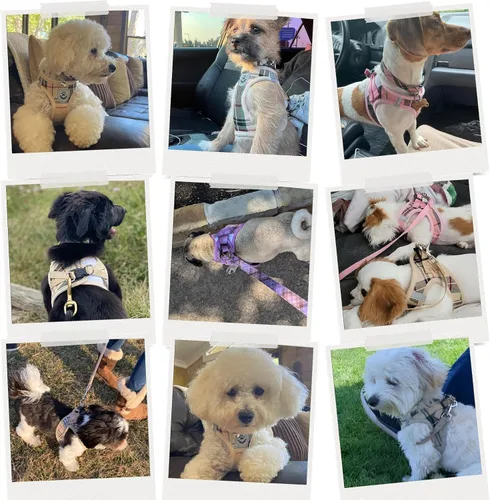 Vista 7 de EXPAWLORER Arnés clásico a cuadros para cachorro, collar y correa para perro, de malla suave, acolchado, ajustable, arnés de chaleco para perros