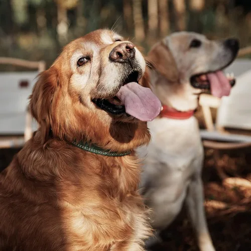 Vista 3 de Collar de perro de cuero genuino, collar de perro ancho resistente para perros pequeños, medianos, grandes y extra grandes