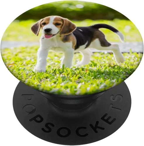 Beagle Harrier - PopSockets intercambiables para cachorros, amantes de los perros