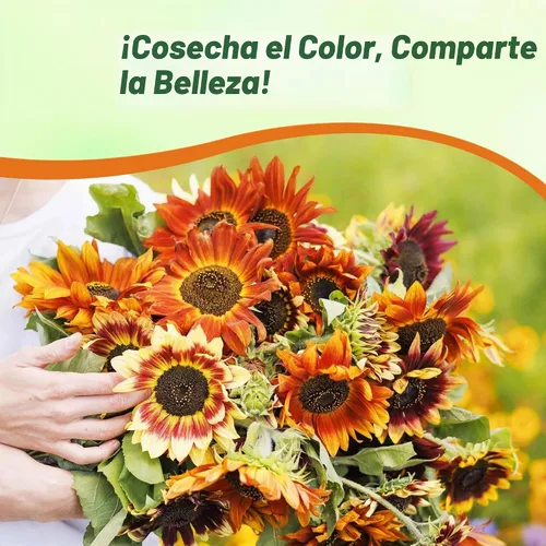 Vista 6 de Outsidepride 1/4 lb. Helianthus Annuus Autumn Beauty - Mezcla de semillas de girasol para plantar