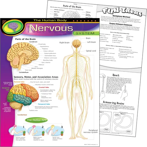 Vista 2 de TREND ENTERPRISES INC. T-38089 GRÁFICO SISTEMA NERVIOSO