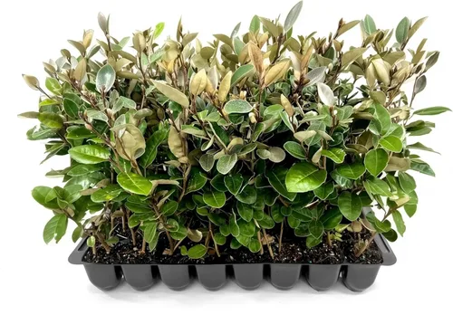 Elaeagnus Pungens I 3 plantas vivas I Thorny Olive I Hardy arbusto de hoja perenne con flores fragantes, perfecto para setos, cribado y exhibición