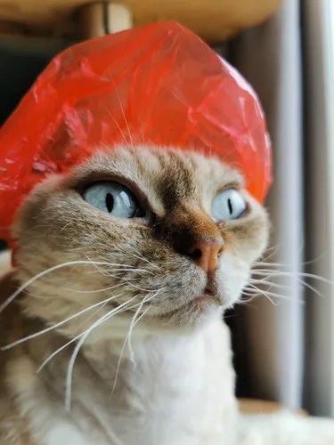 Vista 2 de Sphynx - Gorros de ducha para gatos y mascotas pequeñas, 20 unidades, impermeables, protección de baño ajustable para aseo personal y seguridad Rojo